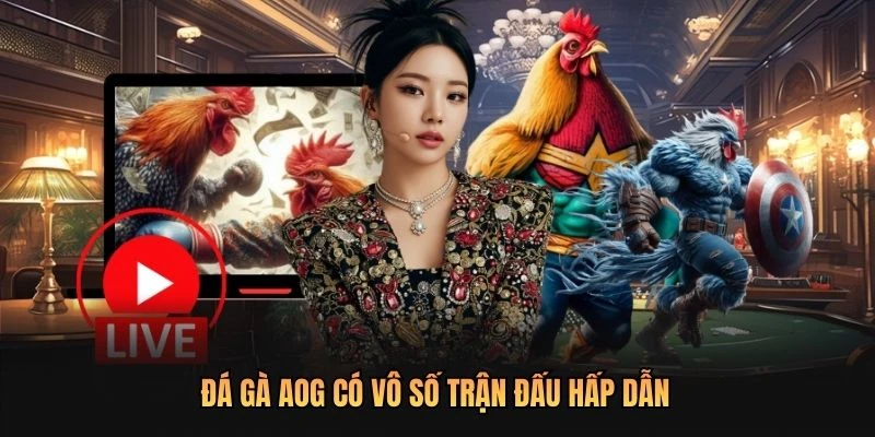Đá gà AOG có vô số trận đấu hấp dẫn