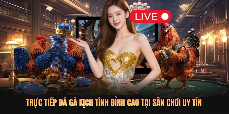 Trực Tiếp Đá Gà Kịch Tính Đỉnh Cao Tại Sân Chơi Uy Tín